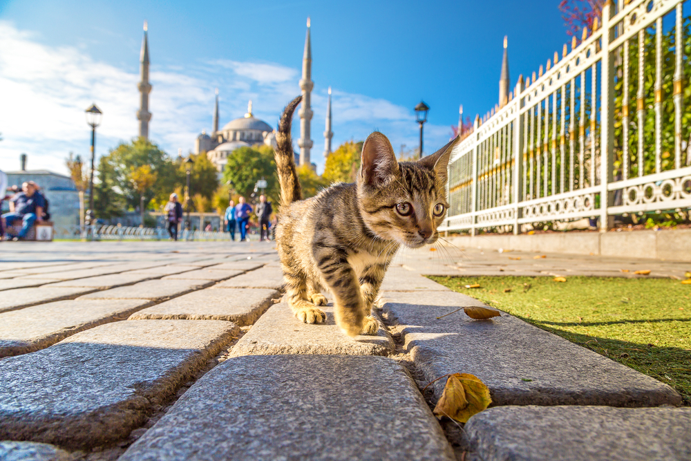 Off-the-Beaten-Path Locations Istanbul: Best Kept Secrets